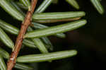 Carolina hemlock